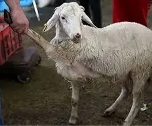 قیمت دام زنده امروز ۱۸ آذر 1404 + جدول