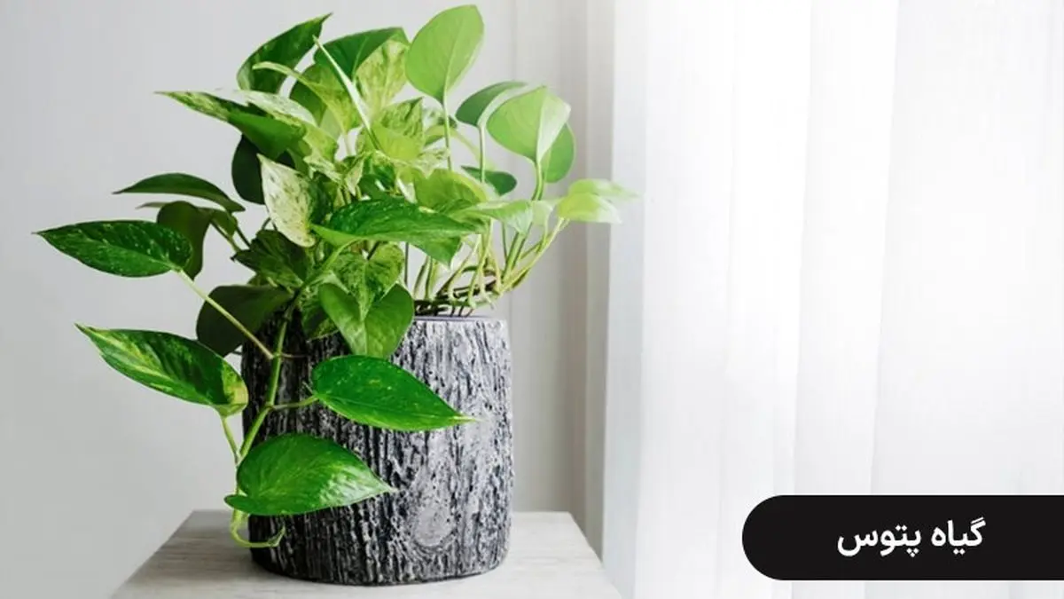 گیاهان چسبنده به دیوار 