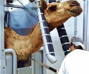 فرآوری شتر؛ شیر شتر رو که دوشید کت بسته سرشو میزنه خون فوران میزنه گوشتشو استیک میکنه