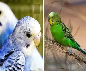 عوارض نگهداری مرغ عشق در منزل؛ دونستن اینا ضرر نداره ولی صد در صد برات منفعت داره!