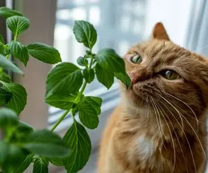 گیاهان زیبا ولی سمی تر از مار؛ 9 گیاه خطرناک آپارتمانی برای کودکان و حیوانات!