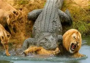 مستد حیات وحش؛ تمساح شریر شیر از وسط نصف میکنه ماده هاش عبرت بگیرن