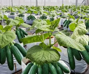 کشاورزی نوین؛ توی گلخونه با تکنولوژی مدرن بیش از 69000000 خیار قلمی یه سایز کشت کردن