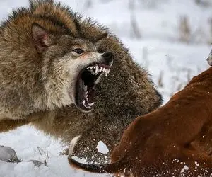 مستند حیات وحش / نبرد سهمگین گرگ و سگ نگهبان برای بره