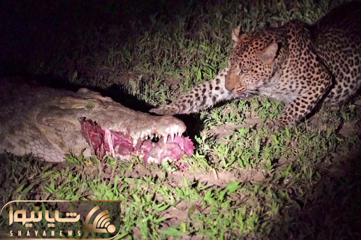 Leopard Eats Food Right Out a Crocodile’s Mouth