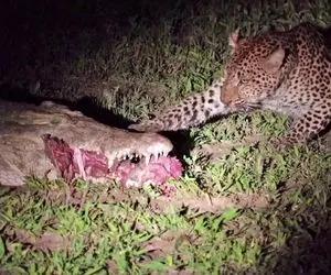 از جذابیت های حیات وحش؛ گیس و گیس کِشی پلنگ و تمساح سر یه لقمه شام 
