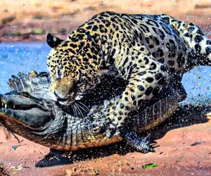 جنگ حیات وحش/ نبرد نفسگیر و وحشتناک پلنگ و تمساح بر سر آب 