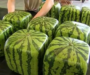 تکنیک های کشاورزی که هرگز ندیده اید؛ پرورش هندوانه که گرد نیستن و مکعب و چهار وشه