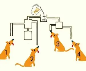 بازی فکری؛ بازی شما را به چالش می‌کشد تا بگویید کدام سگ اول شیر را می‌خورد؟ 