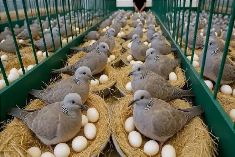 دامپروری نوین؛ کفتر آب و دون میدن پروتئین دوبل جذب بدن کنن