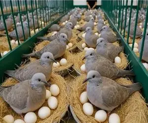 دامپروری نوین؛ کفتر آب و دون میدن پروتئین دوبل جذب بدن کنن