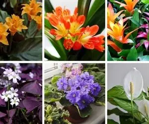 گیاهان آپارتمانی که گل میدهند / خدا برای اینا پارتی بازی کرده آخه برگاشونم قلبی شکله
