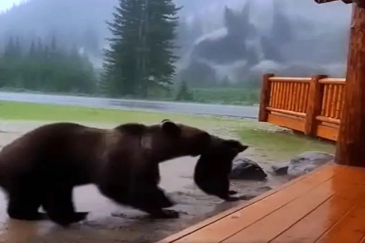 معماری طبیعت؛ خرس برا نجات بچه اش از سیبلاب سپر بلا شد