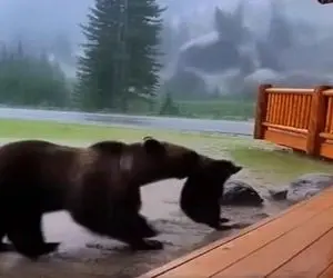 معماری طبیعت؛ خرس برا نجات بچه اش از سیبلاب سپر بلا شد