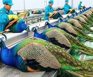 فرآوری طاووس؛ صنعت مدرن چین چگونه طاووس را طلایی می کند؟