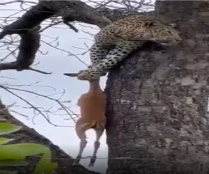 مستند حیات وحش؛ پلنگ از رو درخت آهوی بیچاره رو دار میزنه