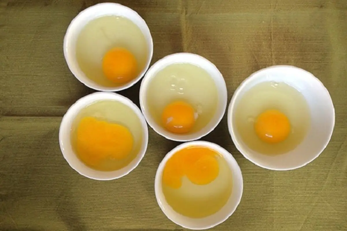 نمونههه