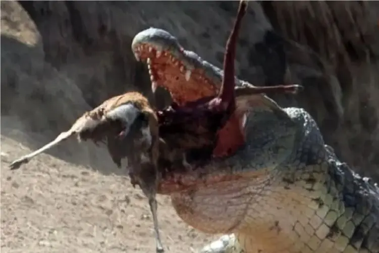 جنگ حیات وحش/شیهه های بی امان آهو وقتی تمساح پاشو جراحی میکنه