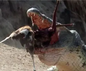جنگ حیات وحش/شیهه های بی امان آهو وقتی تمساح پاشو جراحی میکنه