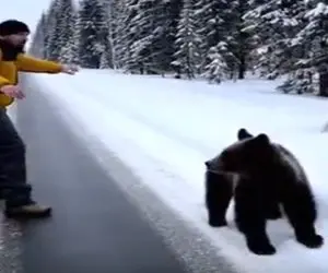 معماری طبیعت؛ بیا و خوبی کن گرگا به خرس حمله کردن مرد رفت هواخواهیش ولی...