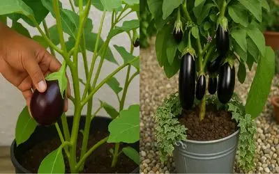 کاشت بادمجان در گلدان خانه/ از گرمای هوا و نور واسه داشتن بادمجون خوشمزه استفاده کنین