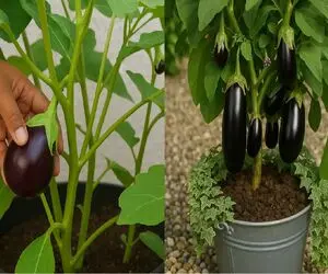 کاشت بادمجان در گلدان خانه/ از گرمای هوا و نور واسه داشتن بادمجون خوشمزه استفاده کنین