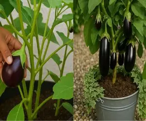 کاشت بادمجان در گلدان خانه/ از گرمای هوا و نور واسه داشتن بادمجون خوشمزه استفاده کنین