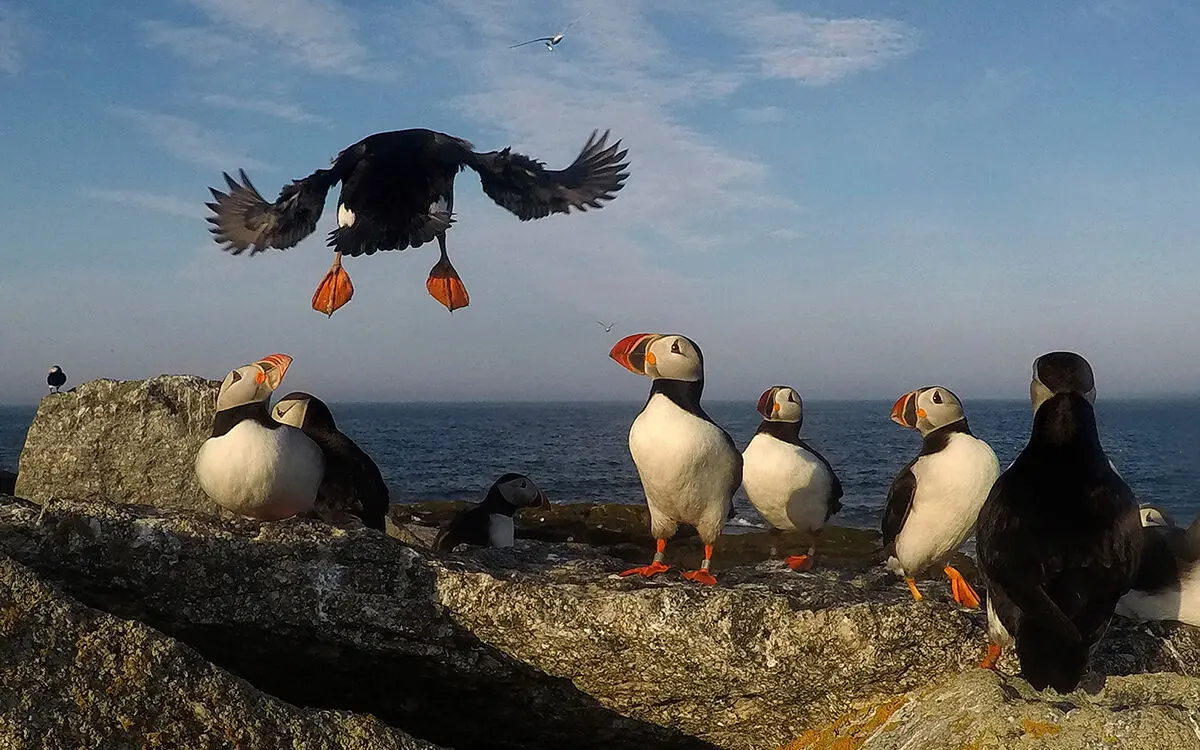 puffins17800538674