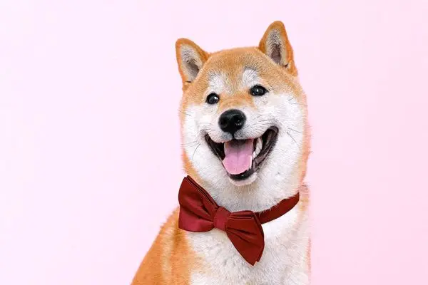 SHIBAINU