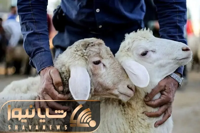 (جدول) قیمت دام زنده امروز ۱۸ آذر ۱۴۰۳