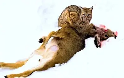 نارام زیان / شبیخون گربه وحشی به آهوی مسلول برای بقا