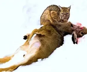 نارام زیان / شبیخون گربه وحشی به آهوی مسلول برای بقا