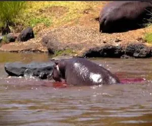 مستند حیات وحش؛ اسب آبی از سر خشم آب رودخونه رو به خون میکشه