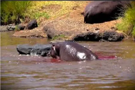 مستند حیات وحش؛ اسب آبی از سر خشم آب رودخونه رو به خون میکشه