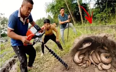 مستند حیات وحش؛ اشرف مخلوقات دست کرد تو سوراخ مار حسابش افتاد به کرام الکاتبین