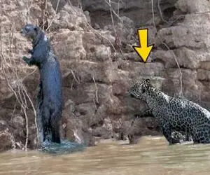 مستند حیات وحش؛ پلنگ با حمله به سمور بی‌خبر به دل مرگ زد