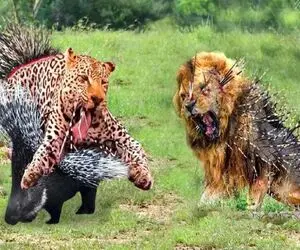 بدایع حیات وحش؛ شیر سفاک اومد جوجه تیغی و ببلعه تمام بدنش خراشیده شد پا گذاشت به فرار
