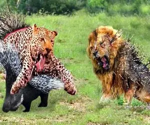 بدایع حیات وحش؛ شیر سفاک اومد جوجه تیغی و ببلعه تمام بدنش خراشیده شد پا گذاشت به فرار