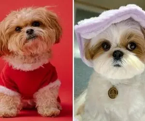 چرا سگ زمین رو می کَنه؛ دلایل بامزه ای که این پشمالو به خاطرشون میفته به جون زمین