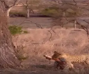 مستند حیات وحش؛ پلنگ آهو گرفته دوتای خودش نمیتونه راه ببرتش چه برسه بخوره