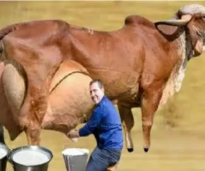 گاوهای باورنکردنی؛ این گاو روزی ۱۲۷ کیلو شیر میده، صاحبش مونده کِی بخوابه!