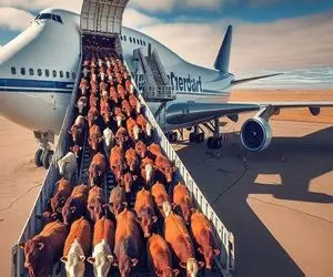 جابه جایی جانکاه؛ گوسفندا از نیسان رسیدن به پرواز اکونومی با هواپیمای میرن سلاخخونه