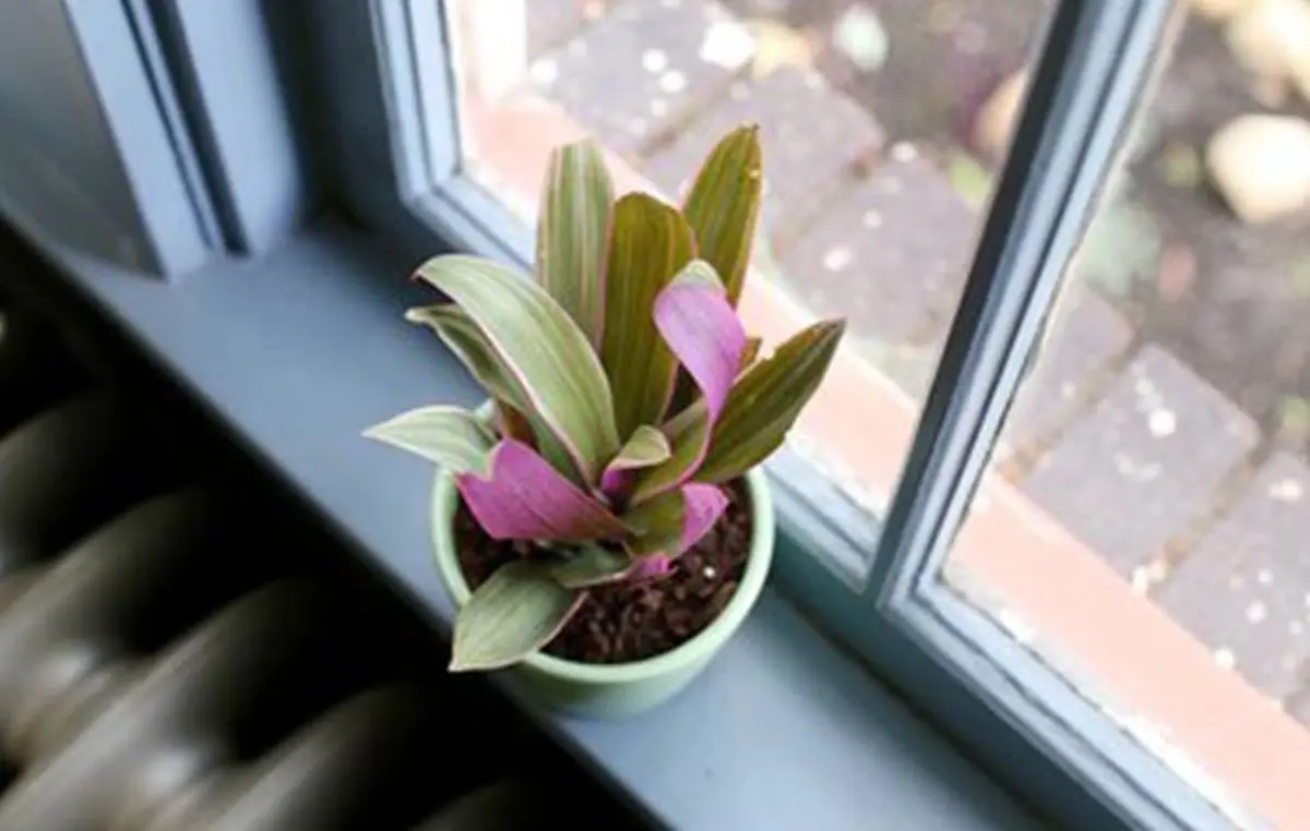 method-of-maintaining-Musa-in-the-cradle-plant-02