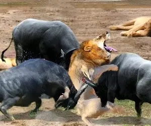 مستند حیات وحش؛ شیر بین بوفالوهای عصبانی پرس شد