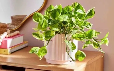 کاشت و برداشت خانگی؛ 4 نکته طلایی نگهداری پتوس که اگه رعایت کنید حسابی شاداب میشه