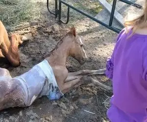 به دنیا اومدن بچه اسب وقتی هنوز تو کیسه آب مادرشه / طفلیا چه سختی میکشن!