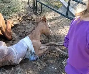 به دنیا اومدن بچه اسب وقتی هنوز تو کیسه آب مادرشه / طفلیا چه سختی میکشن!