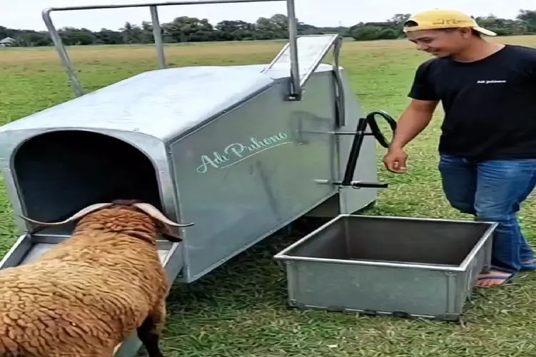 دامداری نوین؛ دستگاه زدن گوسفند خودکفا بره لخت تخ میشه بیرون