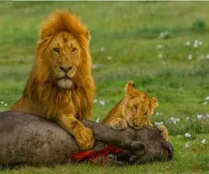 مستند حیات وحش؛ تلاش بی وقفه شیر برای شکار بوفالو مثمر ثمر شد