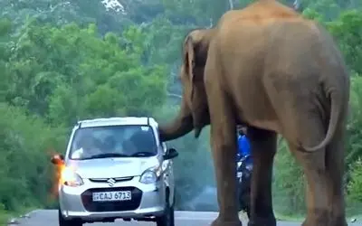 از جذابیت های حیات وحش؛ فیل قلدر اومده وسط جاده از راننده ها باج میگیره